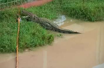 Giant crocodile came to the town with the flood बाढ़ के साथ बहकर कस्बे तक आ गया विशालकाय मगरमच्छ