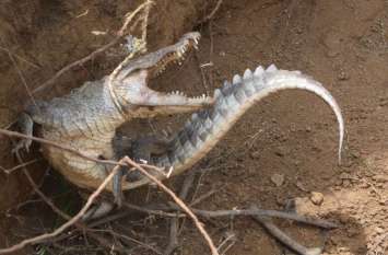 Gaman village was under the threat of crocodile panic for three days तीन दिन मगरमच्छ की दहशत के आगोश में रहा गमां गांव