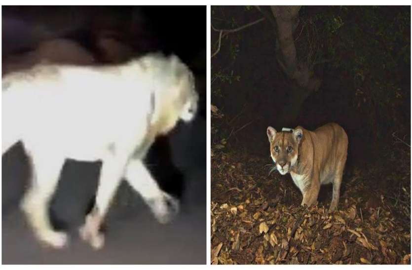 Wildlife week वन्यजीव सप्ताह के दौरान बच्चों का प्रवेश निशुल्क लेकिन लॉयन सफारी बंद,हिप्पों भी नहीं दिखाएंगे तो बच्चें देखेंगे क्या