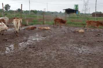 Death of nine cattle आदर्श गौठान में नौ गायों की मौत से अधिकारियों के बीच मचा हड़कंप