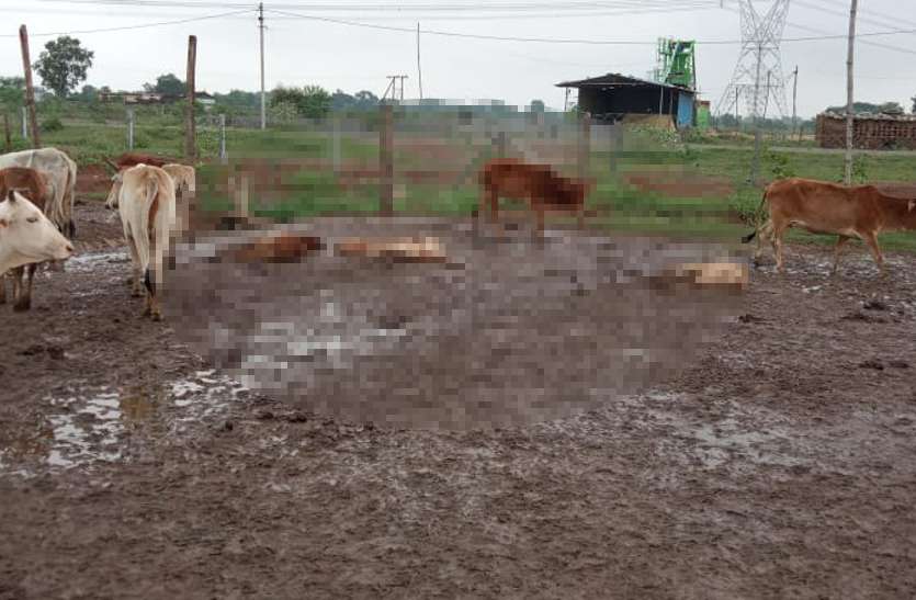 आदर्श गौठान में नौ गायों की मौत से अधिकारियों के बीच मचा हड़कंप,आदर्श गौठान में नौ गायों की मौत से अधिकारियों के बीच मचा हड़कंप आदर्श गौठान में नौ गायों की मौत से अधिकारियों के बीच मचा हड़कंप