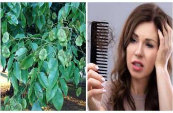 vijaysar is a best ayurvedic herb for hair fall and other problems डायबिटीज समेत इन 10 बीमारियों के लिए फायदेमंद है विजयसार