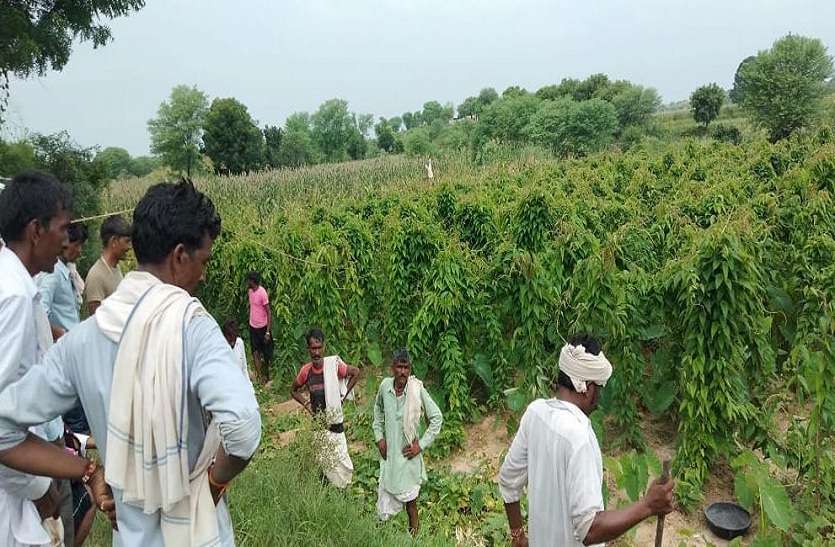 जहां युवक को मारा,वहां फिर पहुंचा बाघ टी-104 जहां युवक को मारा,वहां फिर पहुंचा बाघ टी-104