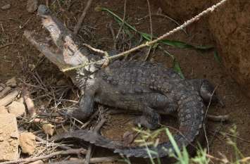 Gaman village was under the threat of crocodile panic for three days . तीन दिन मगरमच्छ की दहशत के आगोश में रहा गमां गांव.... देखें तस्वीरें