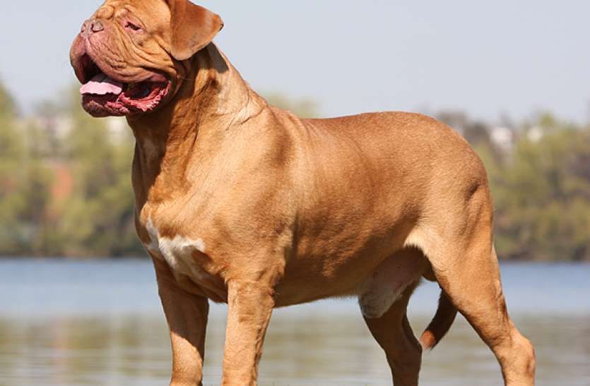 dog.jpg डॉगी पालने के लिए चुकानी होगी यह फीस