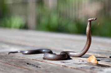 Woman dies of snake bite in Bemetara District रात में जहरीले सांप ने डसा तो पति ने समझा कीड़े ने काटा, सुबह हालत बिगड़ी तब तक पत्नी का शरीर पड़ गया था नीला