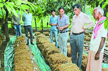 Farmer mushroom production new technology honored at national level नई तकनीक से किसान ने किया मशरूम उत्पादन, राष्ट्रीय स्तर पर किया गया सम्मानित
