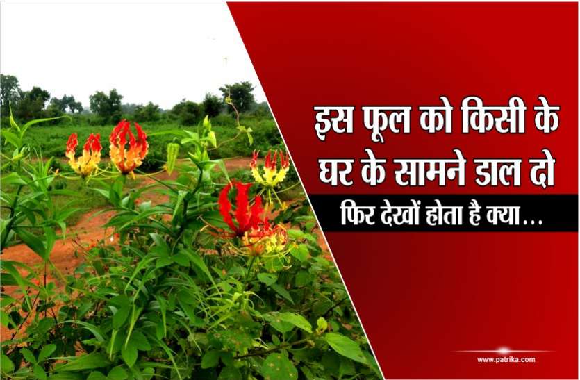 KichKichi Ka Fool is Popular as Quarrelsome flower at home know how दुनिया का अनोखा फूल जो करा देता है घरों में झगड़ा, आजमा कर देखिए