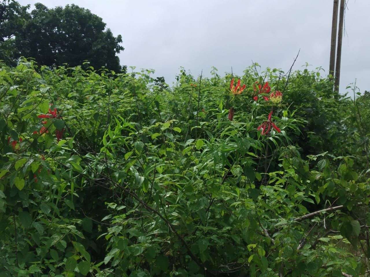 KichKichi Ka Fool is Popular as Quarrelsome flower at home know how