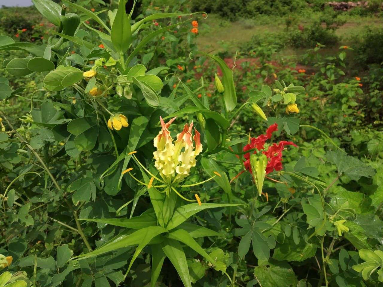 KichKichi Ka Fool is Popular as Quarrelsome flower at home know how