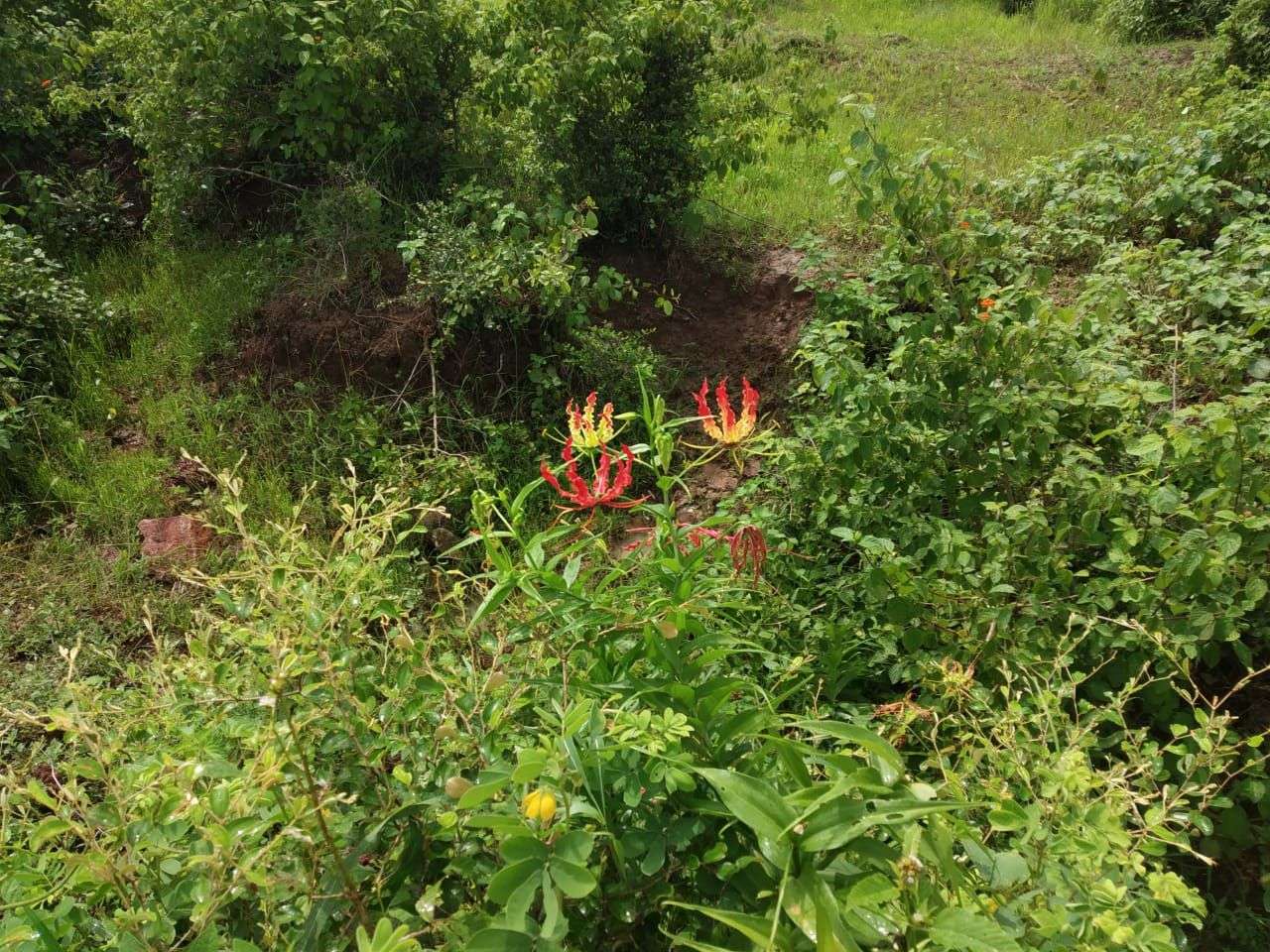 KichKichi Ka Fool is Popular as Quarrelsome flower at home know how