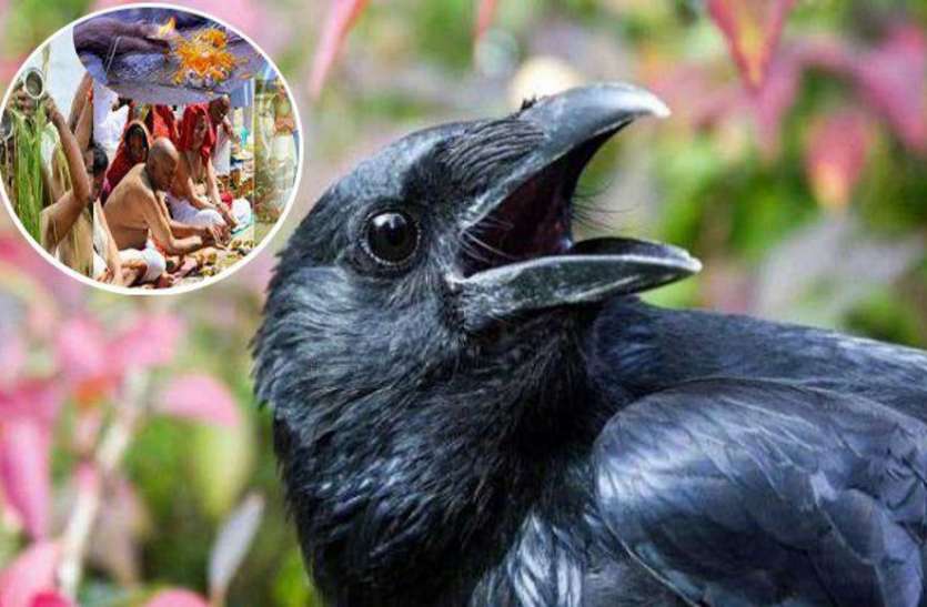 कौओं की संख्या घटी तो पितरों में बंदर, गाय व अन्य पक्षी बने विकल्प Pitra Paksha 2019: कौओं की संख्या घटी तो पितरों में बंदर, गाय व अन्य पक्षी बने विकल्प
