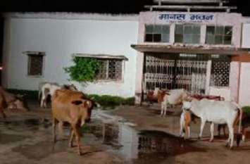 Napa started a campaign to catch stray cattle नपा ने शुरू किया आवारा मवेशियों का धर पकड़ अभियान