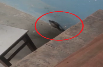 Black cobra reach in clash room of degree college in Hapur छात्रों से खचाखच भरे डिग्री कॉलेज की क्लास रूम में घुसा काला नाग, इसके बाद जो हुआ वीडियो में देखें पूरा नजारा