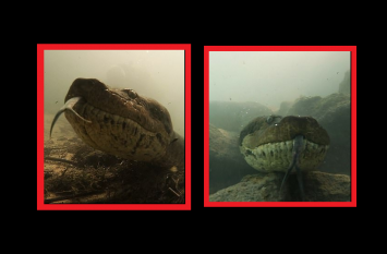 Terrifying moment diver comes face to face 7 meter long anaconda वीडियो: पानी में कैमरा लेकर उतरा तैराक, 7 मीटर लंबे एनाकोंडा से हुआ सामना