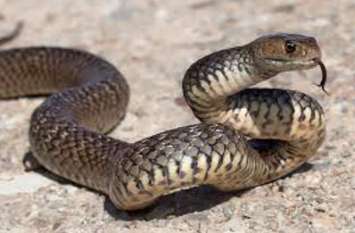 Snake Bite : Two died from snake bite सो रहे नाती ने चिल्लाया तो जाग गई नानी, भागते हुए सांप को पकड़ा तो उसे भी डसा, दोनों की मौत