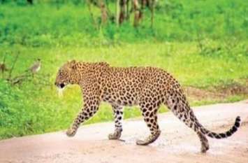 First leopard rescue center to be built in Etawah Safari Park इटावा सफारी में बनेगा प्रदेश का पहला तेंदुआ रेस्क्यू सेंटर, रेस्क्यू करके लाए गए लैपर्ड का किया जाएगा उपचार