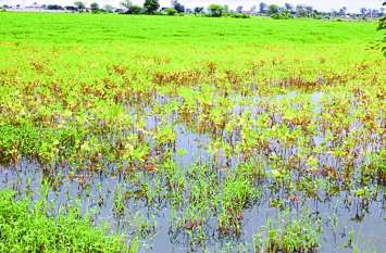 Soybean crop wasted due to excess rain अतिवृष्टि ने सोयाबीन की आधी से ज्यादा फसल को किया बर्बाद