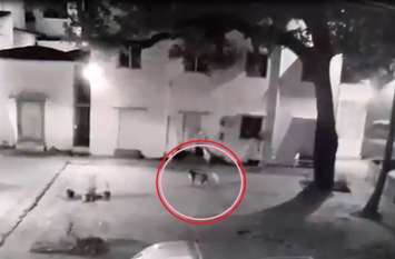 Leopard Karnataka CCTV Shravanbelagola Jain Temple Bahubali VIDEO : आप भी देखें...मंदिर परिसर में घुसा तेंदुआ, सीसीटीवी में कैद ही पल-पल की हरकत