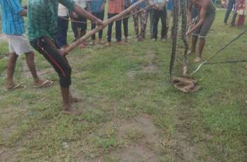 If the dragon reached the resident area, he was injured and brought to रहवासी क्षेत्र में पहुंचा अजगर तो घायल कर के पहुंचाया जंगल