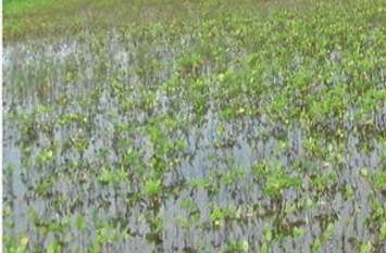 More than half the soybean crop wasted due to rain बारिश ने आधी से ज्यादा सोयाबीन फसल को किया बर्बाद