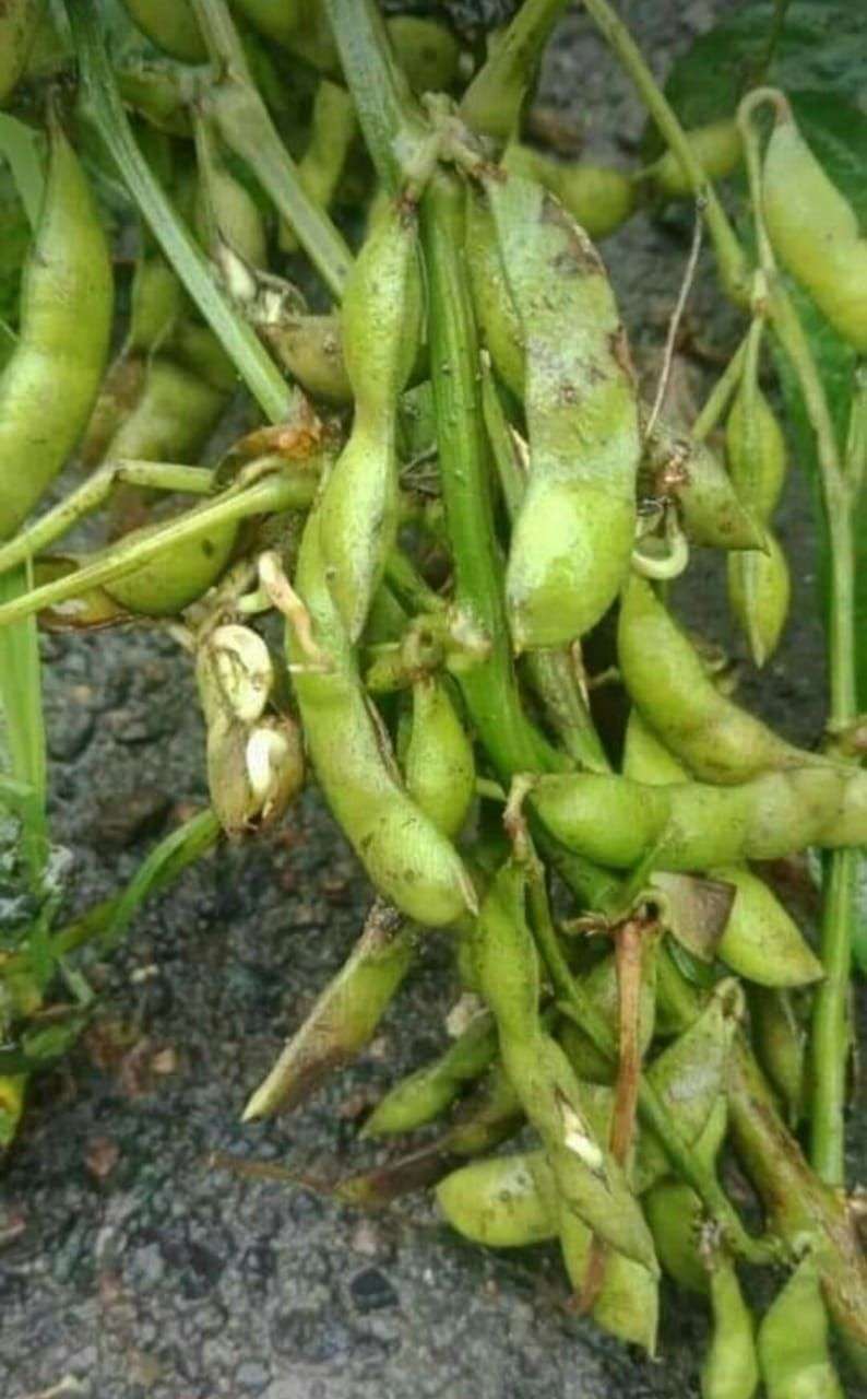बारिश ने आधी से ज्यादा सोयाबीन फसल को किया बर्बाद