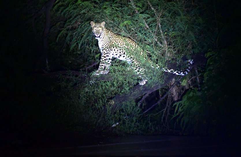 leopard लेपर्ड की दहशत में जयपुर, नहीं आया पकड़ में, कर्पूरचंद कुलिश स्मृति वन को किया बंद