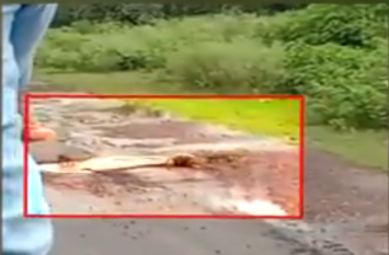 4 nevla surrounded a snake, people made videos 4 नेवलाें ने मिलकर एक सांप से लड़ी लड़ाई, थम गया रास्ता, सांप हुआ घायल, देखें वीडियो
