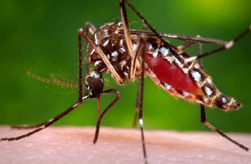 Alert on getting dengue patients, larvae being tested in homes, mosqu डेंगू मरीज मिलने से अलर्ट, घरों में की जा रही लार्वा जांच, बरसाती पानी में पनप रहे मच्छर