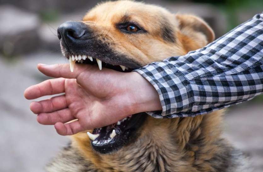 Tota of rabies vaccine, Hyderabad company not sending injection for five months will be fined रेबीज वैक्सीन का टोटा, पांच महीने से इंजेक्शन नहीं भेज रही हैदराबाद की कंपनी पर होगा जुर्माना