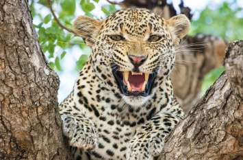 Panther attacked खेत पर रखवाली कर रहे लोगों पर पैंथर ने दिनदहाड़े किया हमला
