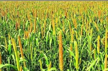 880 crore rupees standing in the fields, the market is expected to bri खेतों में खड़े 880 करोड़ रुपए के बाजरे से बाजार में रौनक आने की उम्मीद