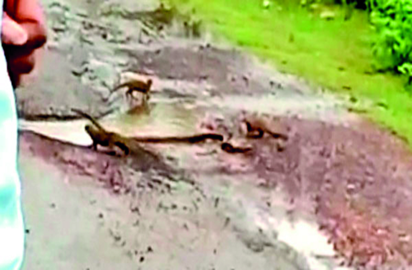 4 नेवलाें ने मिलकर एक सांप से लड़ी लड़ाई, थम गया रास्ता, सांप हुआ घायल, देखें वीडियो