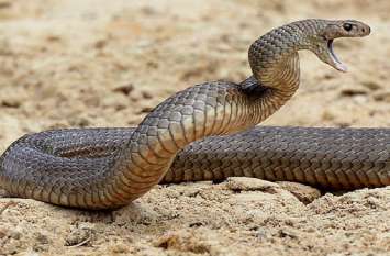 schoolgirl dies after being bitten by snake, tamilnadu, madurai TAMILNADU: छात्रावास में सो रही छात्रा की सांप कांटने से मौत