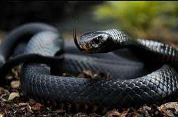 Snake bite: Young man death from canine snake bite आधी रात नींद में युवक ने चारपाई पर चढ़े करैत सांप को हाथ से उठाकर फेंका, दोबारा फिर चढ़ा और...