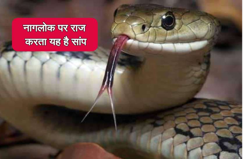 snake bite in Pathalgaon Naglok नागलोक पर राज करने वाले करैत ने सूनी कर दी मां-बाप की गोद, जानिए वजह