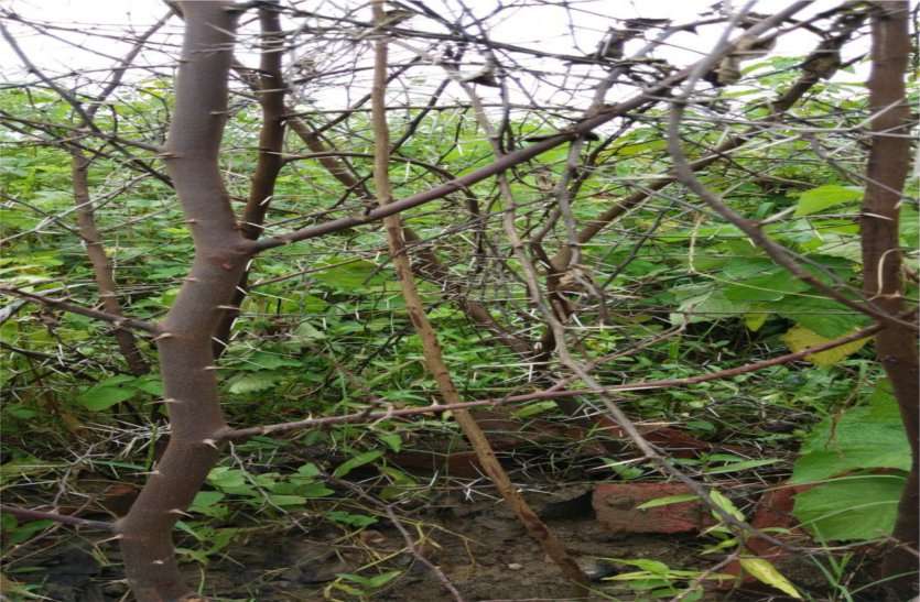 plants dried जिन पौधों के नाम पर लूटी वाहवाही, वह पौधे पनपे ही नहीं
