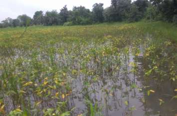 Rain has destroyed crops बारिश ने बर्बाद कर दी फसलें, पीली पड़ी सोयाबीन, प्रशासन दोबारा करेगा सर्वे