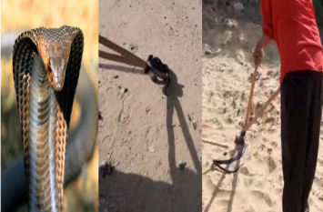 Cobra Snake Enters in Hospital Lohawat, Jodhpur राजस्थान : अचानक अस्पताल में जा घुसा कोबरा सांप, मुश्किल से पाया काबू, लोगों में मची अफरा-तफरी