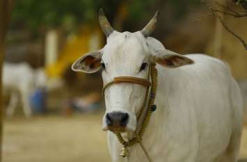 hindu and muslim together on cow's death हिंदु-मुस्लिम ने मिलकर गाय का किया अंतिम संस्कार, लोगों के सामने पेश की मिसाल
