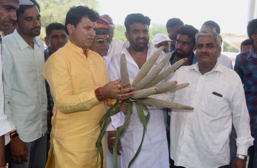 बाजरा के बिस्किट व केक बनाकर बेचें किसान बाजरा के बिस्किट व केक बनाकर बेचें किसान