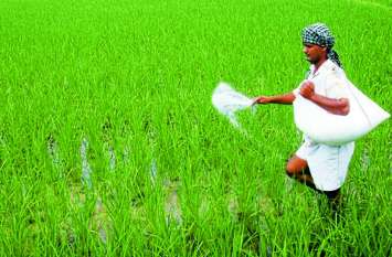 After heavy rains, farmers are worried about Crop worms in Bastar आफत की बारिश के बाद अब किसानों को सता रही ये चिंता, जानिए क्या है पूरा मामला