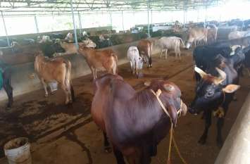 Cow Sevika Chennai: Go Service Tamilnadu गाड़ी, बंगला और गहने बेच डॉक्टर बन गई गौसेविका!