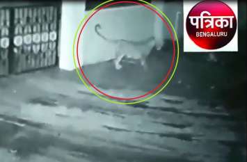 Leopard Hunting CCTV CAMERA SHIVAMOGGA DOG KILLS Karnataka Video VIRAL VIDEO : तेंदुआ घर में खड़ी कार की ओट लेता है फिर कुत्तेे को जाकर दबोच लेता है...बाल बाल बचे परिवार वाले