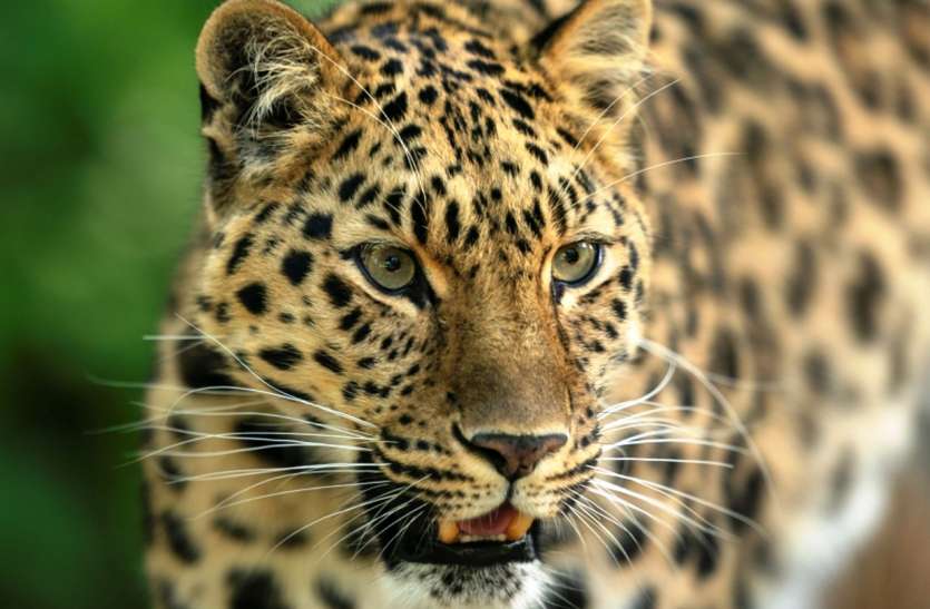Leopard in niwali खेतिया, पानसेमल के बाद तेंदुए ने अब निवाली में दी दस्तक