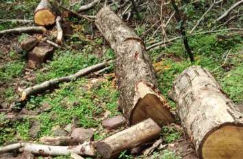 Hundreds of green trees cut down in the Sakaria forest of Singrauli सकरिया जंगल में काट दिए गए सैकड़ों हरे पेड़, पूर्व सांसद ने जिला प्रशासन से की शिकायत