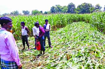 Maize: Farmers nervous due to non-registration announcement मक्का: पंजीयन की घोषणा न होने से किसानों में घबराहट