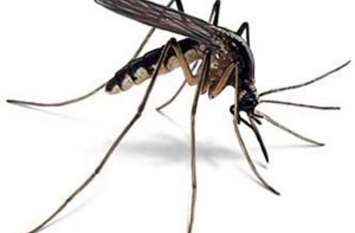 Mosquito-borne urban population in Singrauli मच्छर की मार झेल रही शहरी आबादी, वीआईपी कालोनी तक सिमटी फोगिंग व्यवस्था