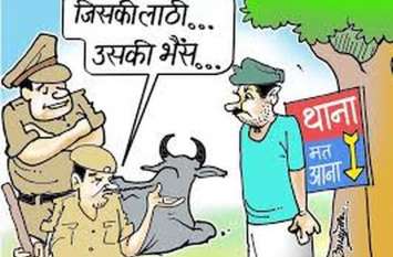 'Buffalo' becomes headache for police, many unique cases of theft ‘भैंस’ बनी पुलिस के लिए सिरदर्द, चोरी के कई अनोखे मामले