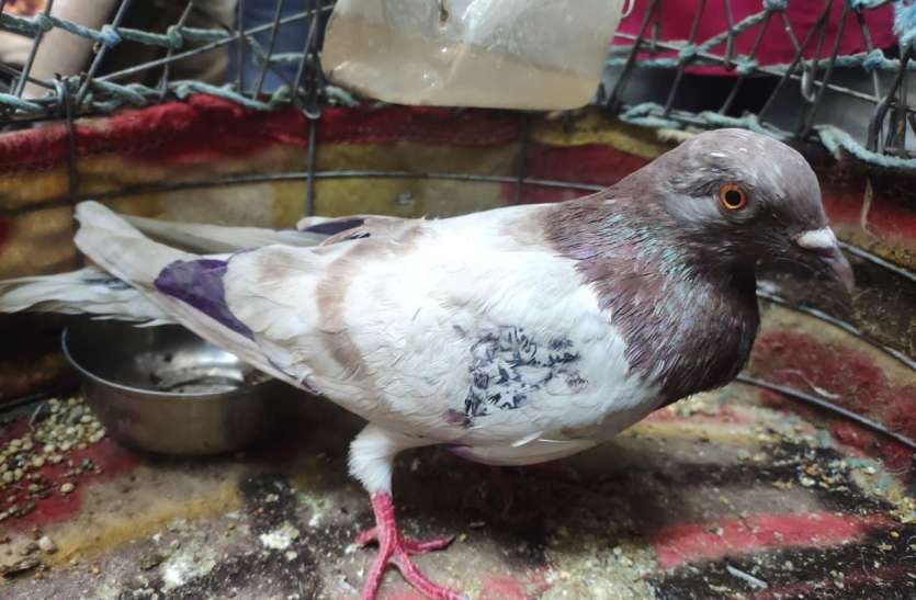 Investigation of Pakistani pigeon caught on the border बॉर्डर पर पकड़े पाकिस्तानी कबूतर की जांच शुरू